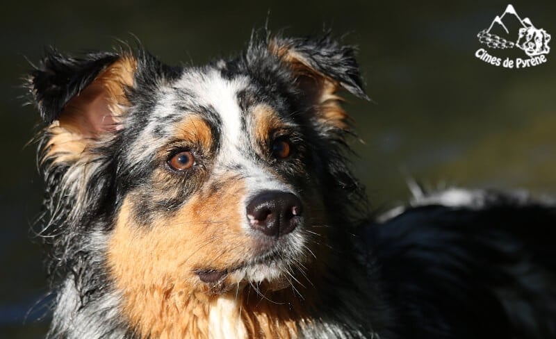 Sigma des cimes de Pyrène