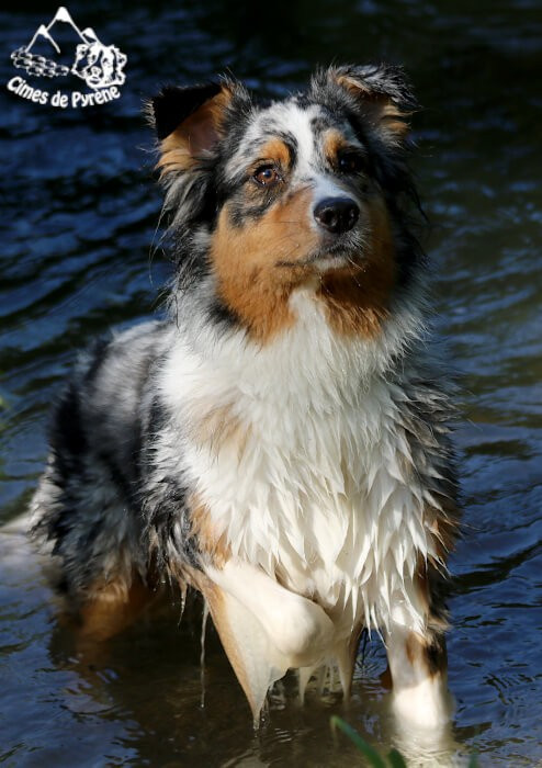 Sigma des cimes de Pyrène