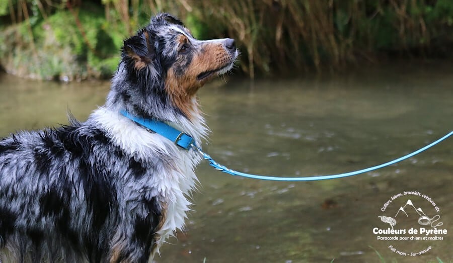 Sigma des cimes de Pyrène