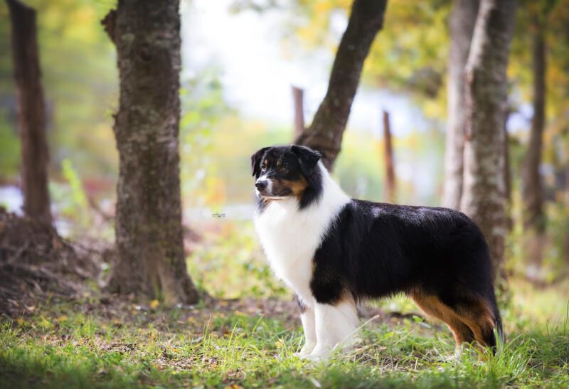 Publication : des cimes de Pyrène Auteur : Heart & Brain Aussies
