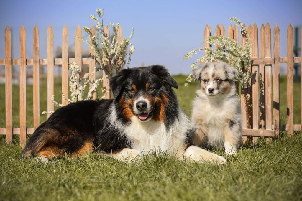 Publication : des cimes de Pyrène Auteur : Heart & Brain Aussies