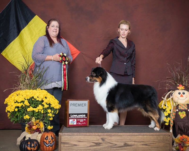 Publication : des cimes de Pyrène Auteur : Heart & Brain Aussies