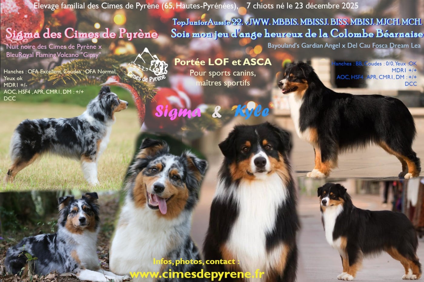 Berger Australien - des cimes de Pyrène