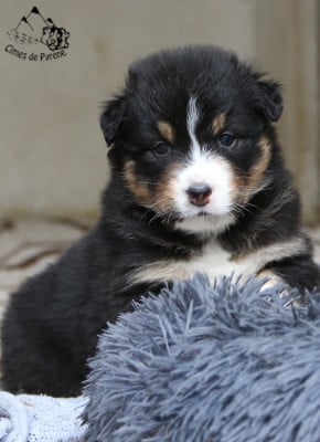 Les chiots de Berger Australien