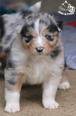 Les chiots de Berger Australien