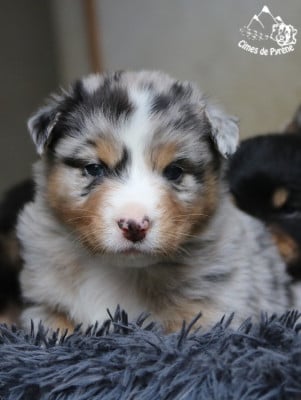 Les chiots de Berger Australien
