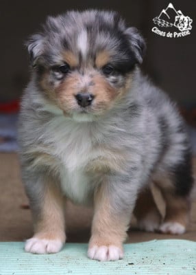 Les chiots de Berger Australien