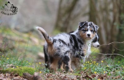 Les chiots de Berger Australien