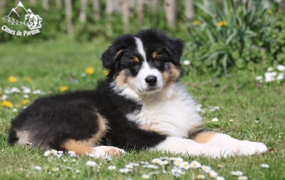 Les chiots de Berger Australien