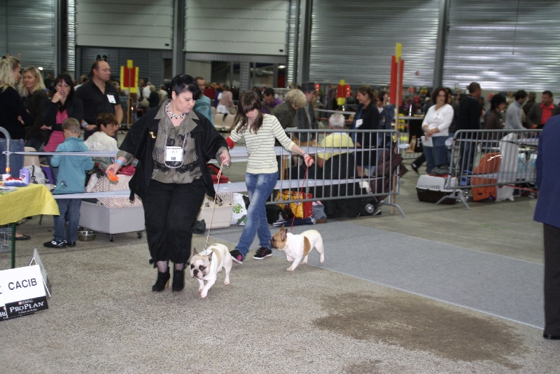 CH. Eccolo qui(ne vit plus à l'élevage) Du haut marais - CASC