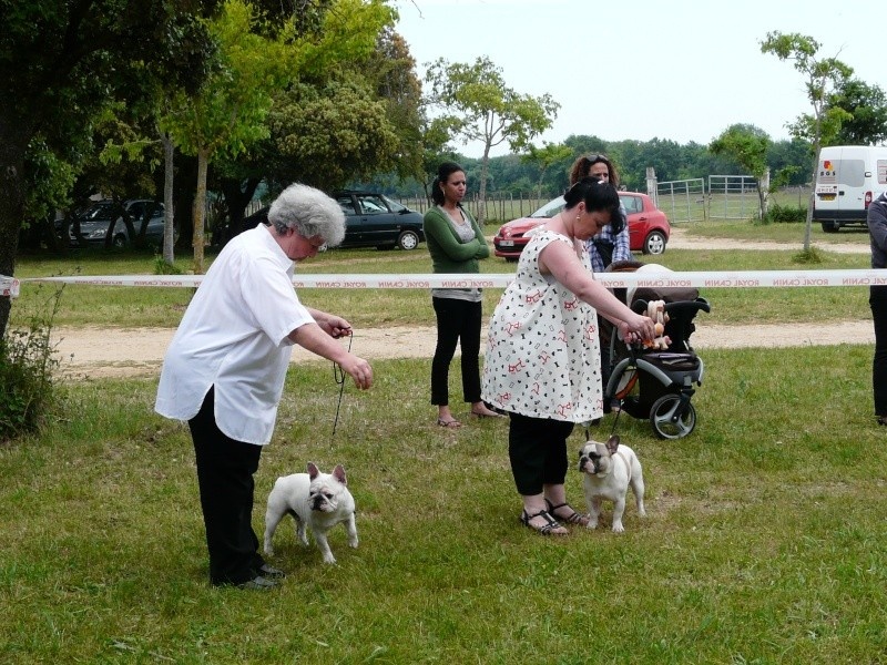 CH. Eccolo qui(ne vit plus à l'élevage) Du haut marais - 1 er EX