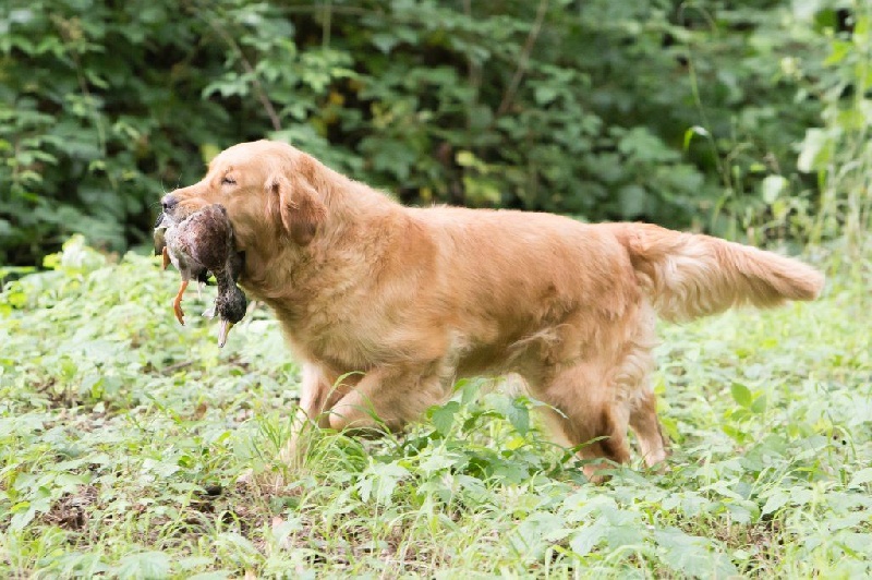 Isis of grindstone valley - 3ème très bon classe ouverte