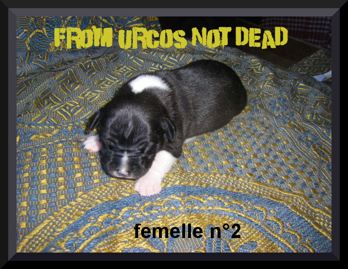 Florida from Urcos Not Dead