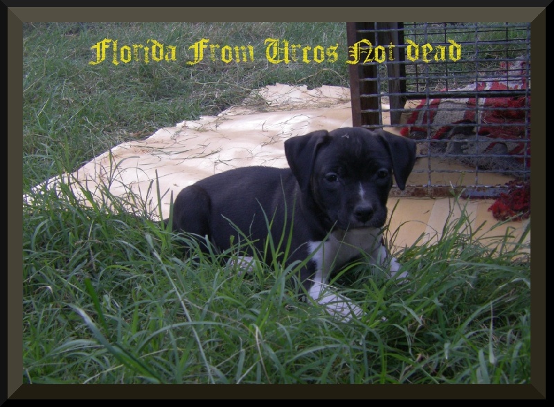 Florida from Urcos Not Dead