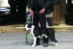 Callash (Sans Affixe) - Très bon