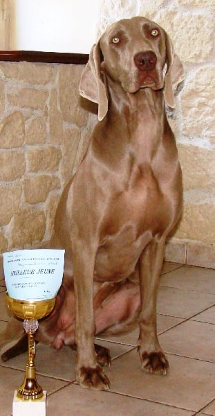 Golden eye von silberweissjäger - 1er excellent +meilleur jeune