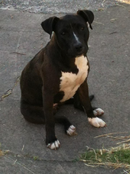 Spirit of old Gold rush black