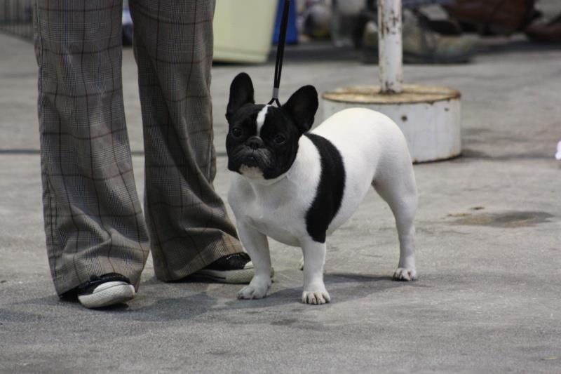 Gwenn du laouvas - 3e Exc CIF