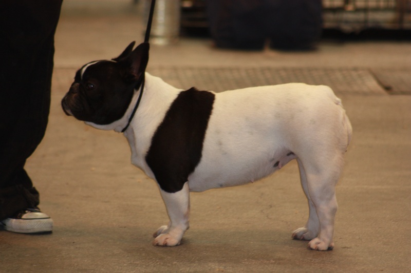 Gwenn du laouvas - 3e TB CJF