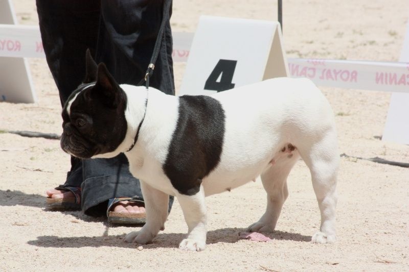 Gwenn du laouvas - 1ier exc COF - CACS - RCACIB