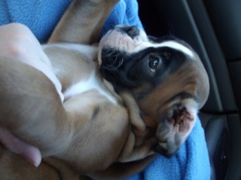 Publication : des radicals dogs