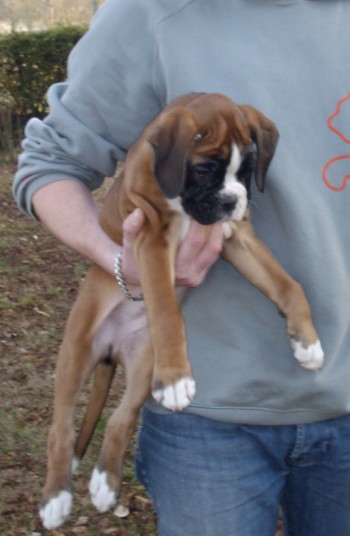 Publication : des radicals dogs