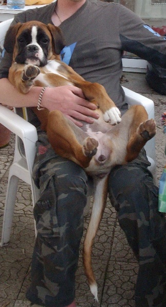 Publication : des radicals dogs