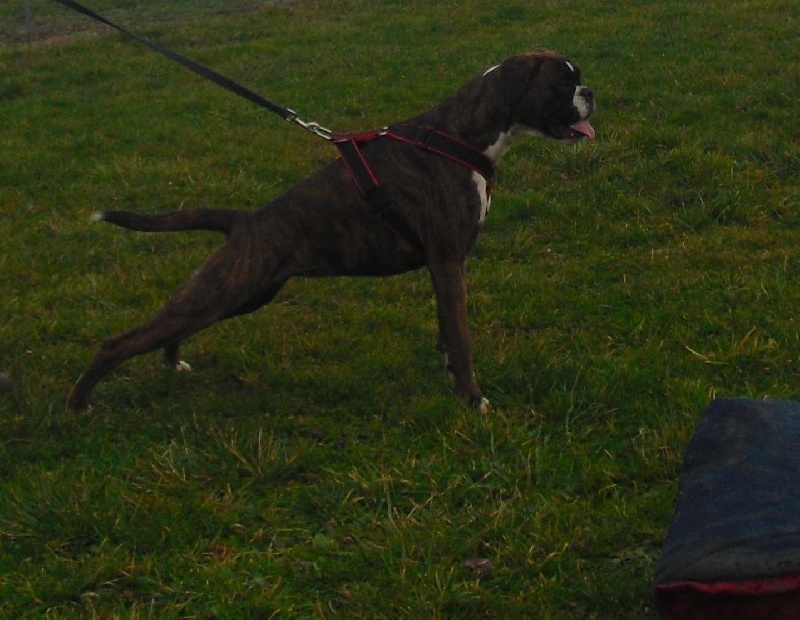 Gun's des radicals dogs - CSAU