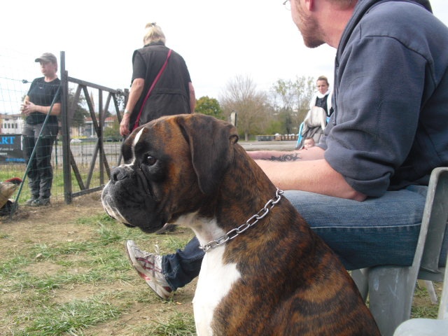 Gun's des radicals dogs - APE