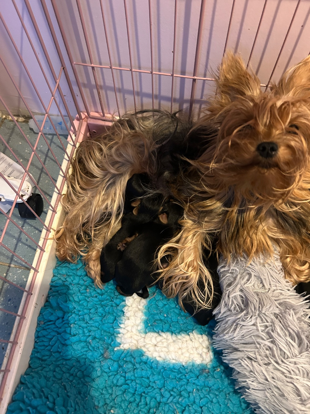 U Ryana thé Dream s du domaine des vieux cerfs