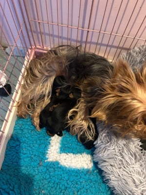 Les chiots de Yorkshire Terrier