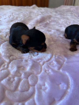 Les chiots de Yorkshire Terrier