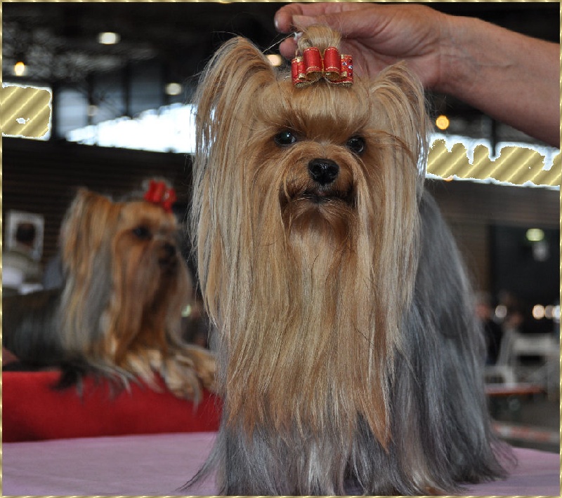 Delsy des Yorks du Petit Chambonnais - Excellent classe ouverte femelle