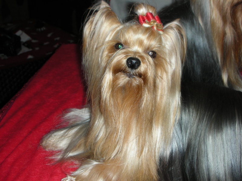 Delsy des Yorks du Petit Chambonnais - 4éme Excellent classe ouverte femelle