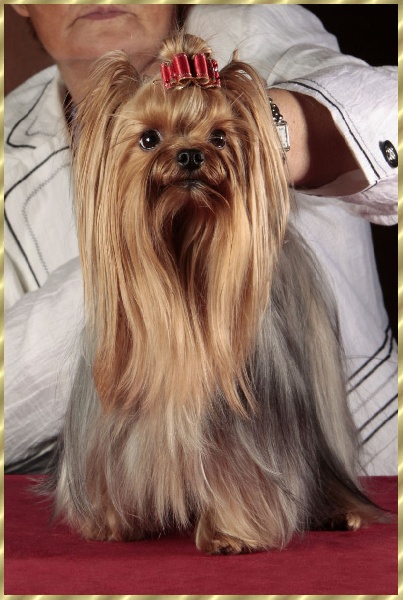 Delsy des Yorks du Petit Chambonnais - 4éme excellent classe ouverte