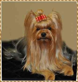 Delsy des Yorks du Petit Chambonnais - 3éme excellent Classe Ouverte