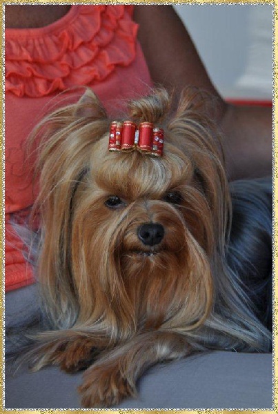 Delsy des Yorks du Petit Chambonnais - 3éme Excellent Classe Intermédiaire