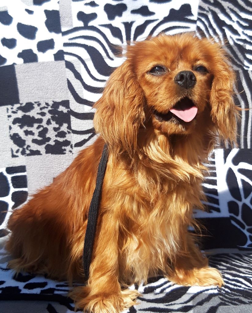 Publication : D'ysatis