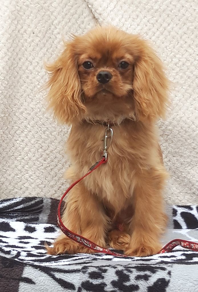 Publication : D'ysatis