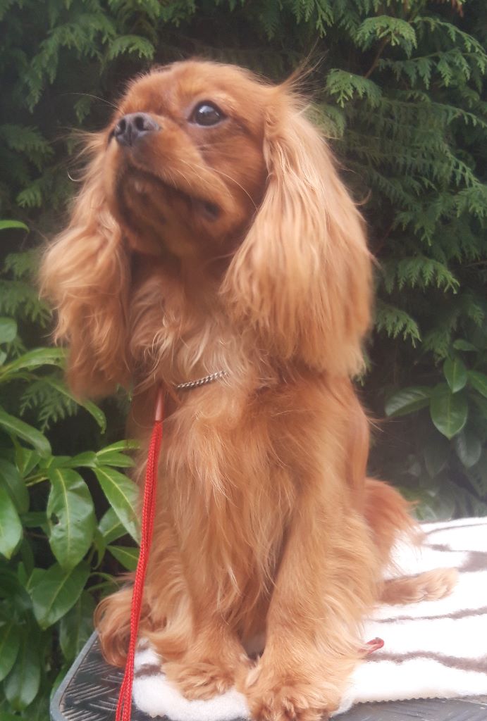 Publication : D'ysatis