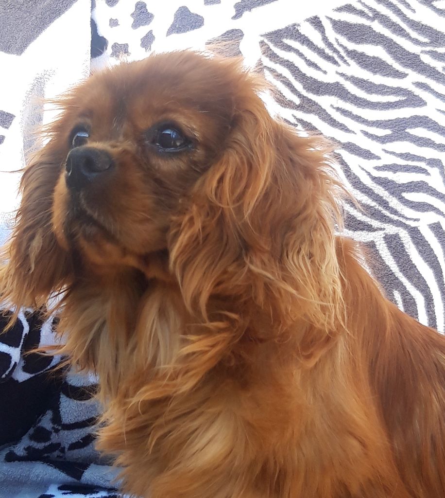 Publication : D'ysatis