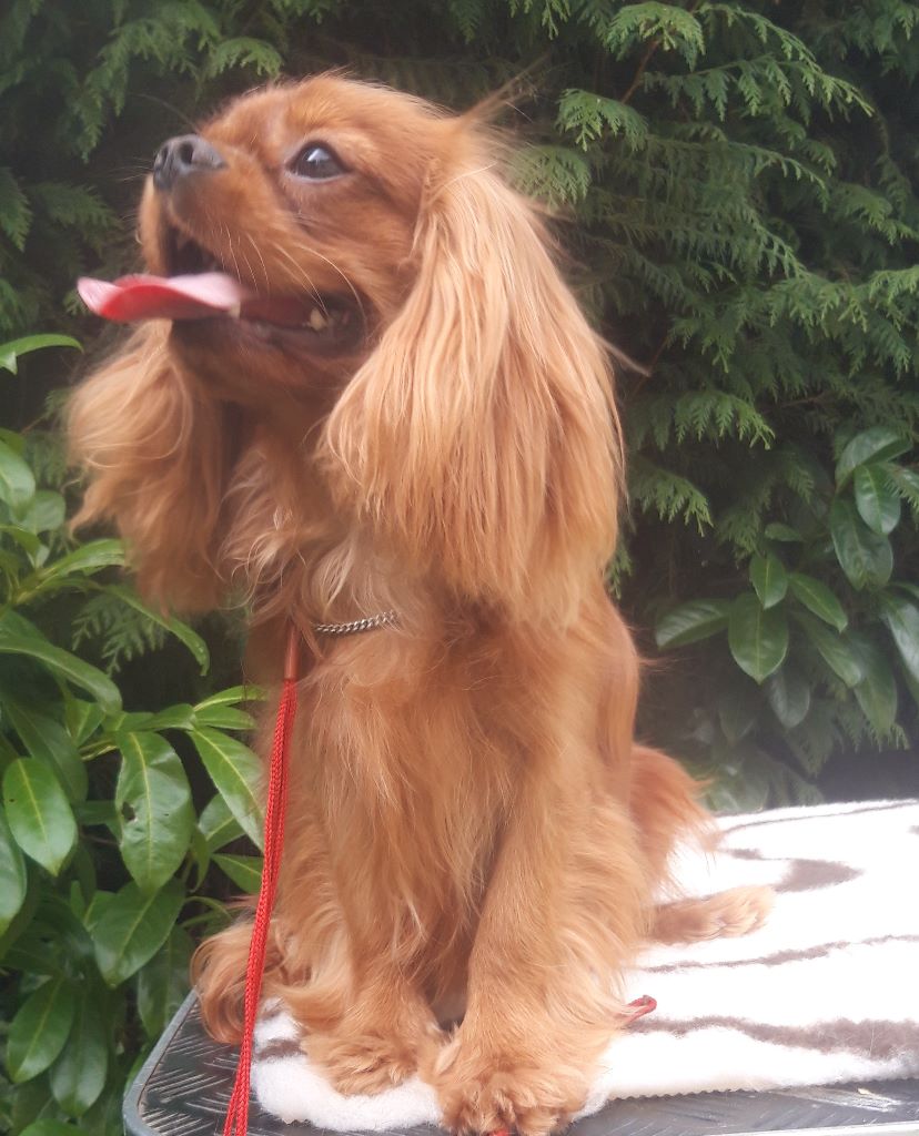 Publication : D'ysatis