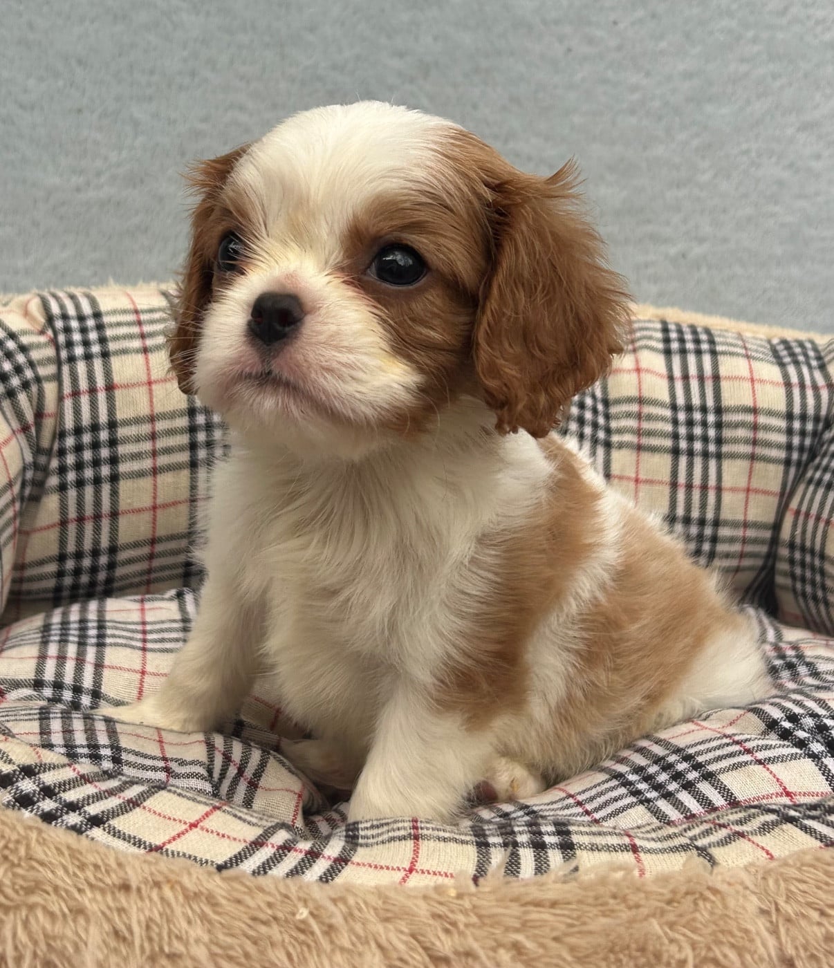 Cavalier King Charles Spaniel - D'ysatis