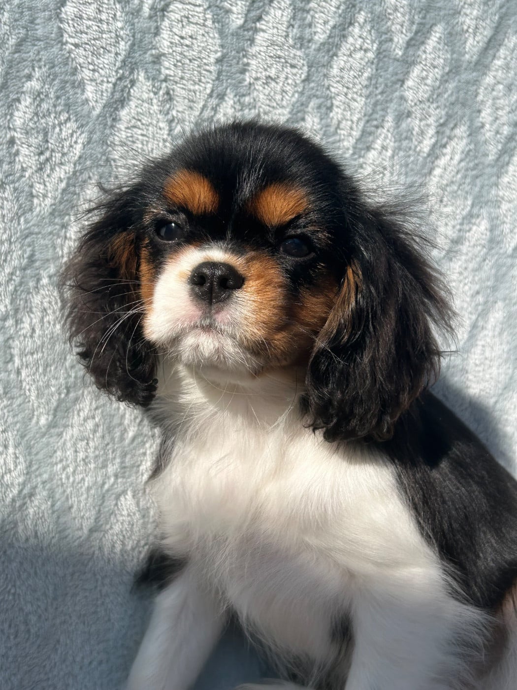 Cavalier King Charles Spaniel - D'ysatis