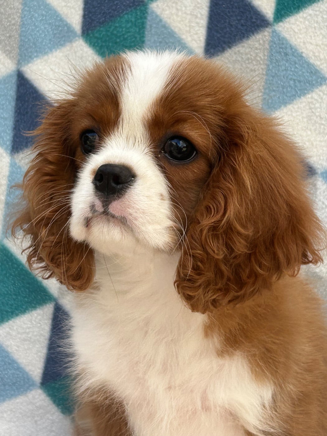 Cavalier King Charles Spaniel - D'ysatis
