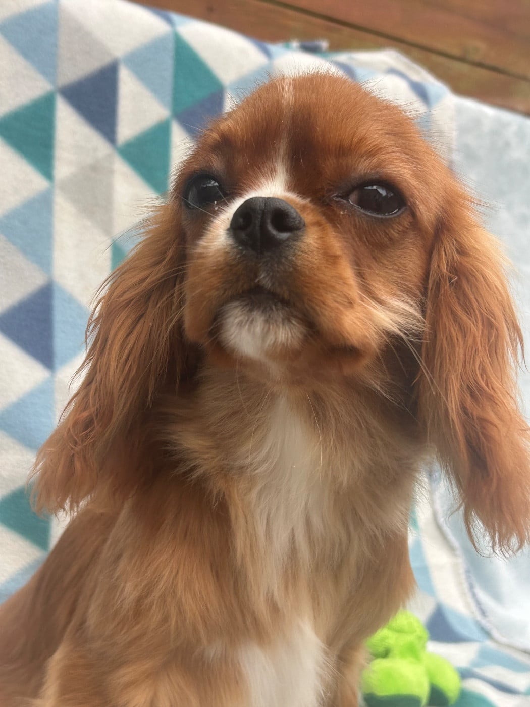 Cavalier King Charles Spaniel - D'ysatis