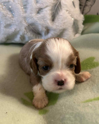 Les chiots de Cavalier King Charles Spaniel