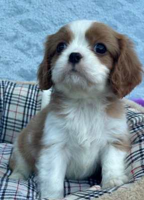 Les chiots de Cavalier King Charles Spaniel