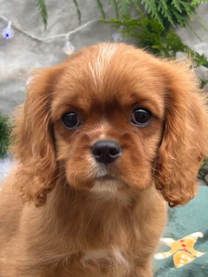 Les chiots de Cavalier King Charles Spaniel