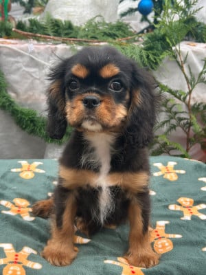 Les chiots de Cavalier King Charles Spaniel